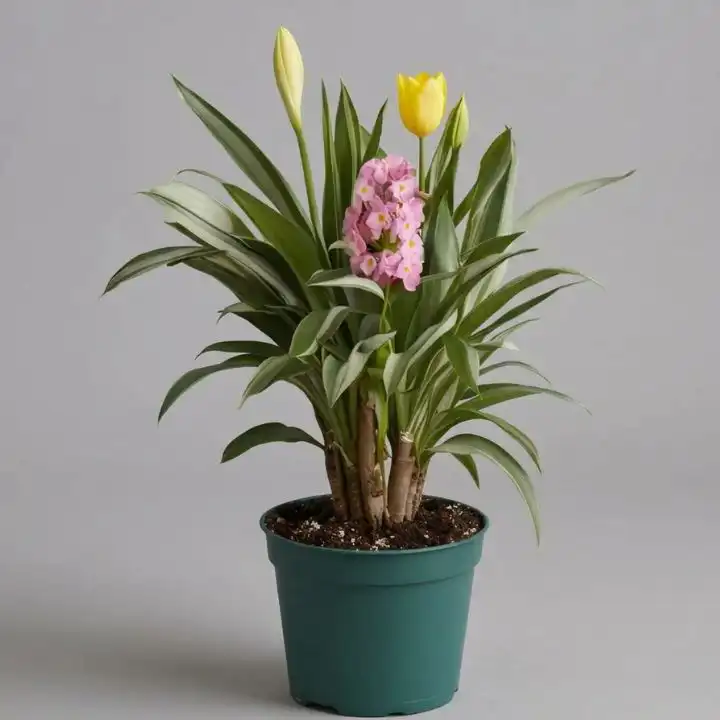Yellow Tulip & Pink orchid Plant 1 Vibrant yellow tulip plants paired with elegant pink orchids in a stylish pot for indoor decoration.