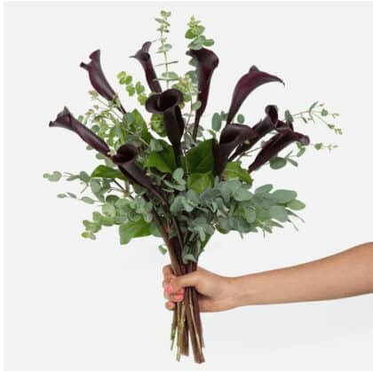 Bouquet of dark purple calla lilies with green foliage.