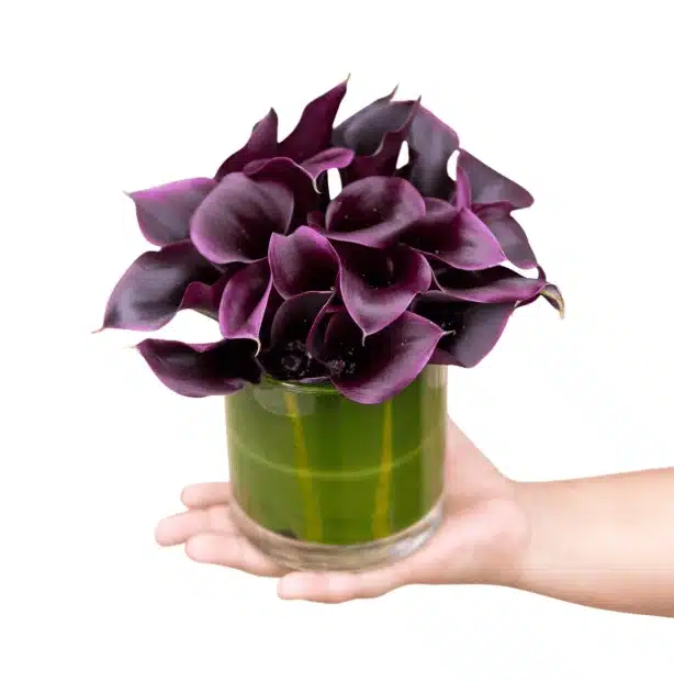 Dark Purple Calla Lily Bouquet in Glass Vase 1 Hand holding a low glass vase centerpiece filled with vibrant, dark Purple Calla Lily Arrangements.