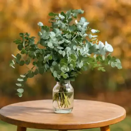 A bountiful, refreshing Large eucalyptus arrangement in vase made of silvery-green leaves, displayed on a wooden outdoor table with a blurred autumn background.