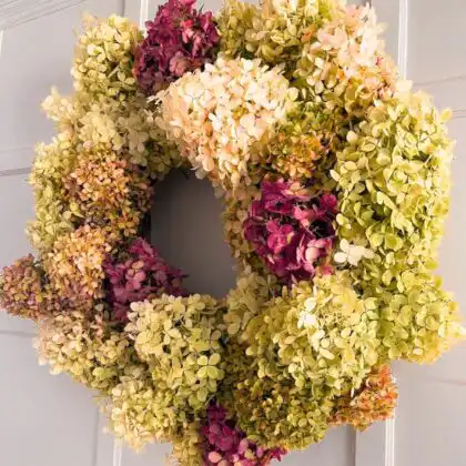 Full and textural Christmas wreath fresh UK made with dried, colorful hydrangea flowers in shades of lime green, cream, and deep purple. Hydrangea Christmas Wreath for sale