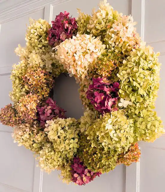 Limelight Hydrangea Christmas Wreath 1 Full and textural Christmas wreath fresh UK made with dried, colorful hydrangea flowers in shades of lime green, cream, and deep purple. Hydrangea Christmas Wreath for sale