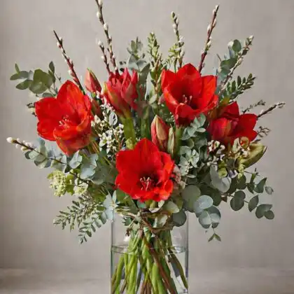 Red amaryllis flowers