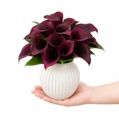 dark purple calla lily