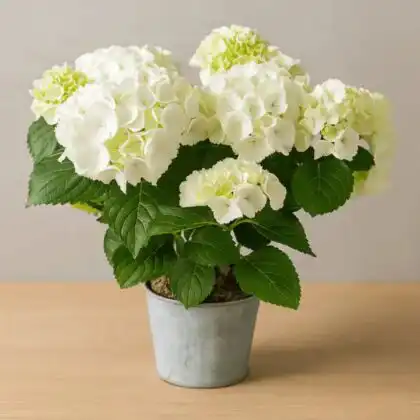 A blooming white hydrangea plant with lush green leaves growing in a textured rustic stone pot.