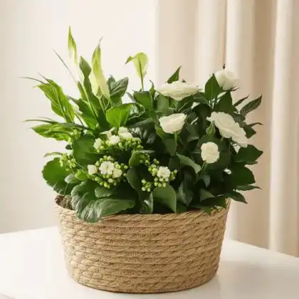 A lush arrangement of white plants for hanging baskets displayed in a natural garden setting for sympathy tributes.