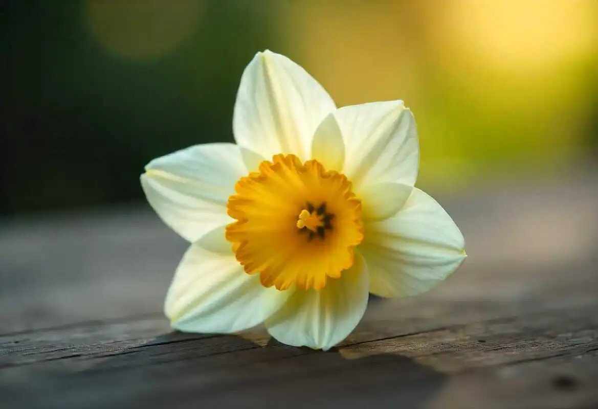 A beautiful, single white and yellow Narcissus (Daffodil) bloom resting on a wooden surface, representing the cheerful December Birth Flower.