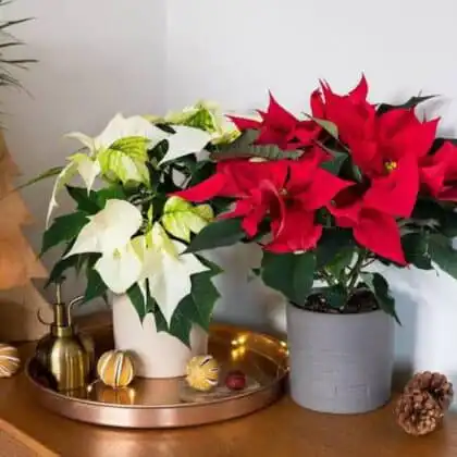 A pair of potted Poinsettia Plant Christmas Flower—one vibrant red and one creamy white—sitting on a wooden table for Christmas decor.