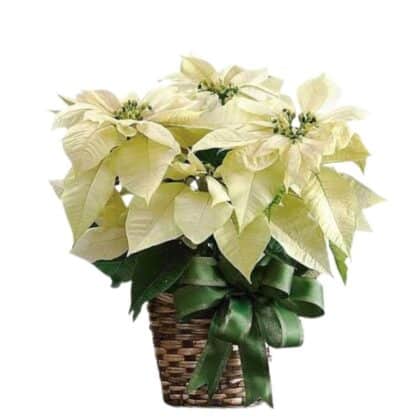A potted white poinsettia Christmas tree with creamy bracts and a green bow in a woven basket, perfect for holiday decoration.