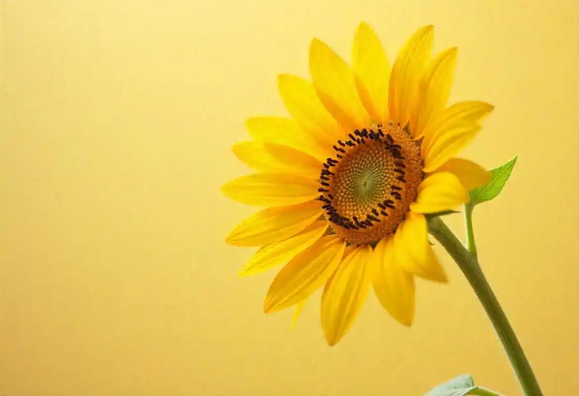 A single vibrant yellow sunflower with a dark center against a bright yellow background, symbolizing the profound Sunflower Meaning of loyalty and adoration.