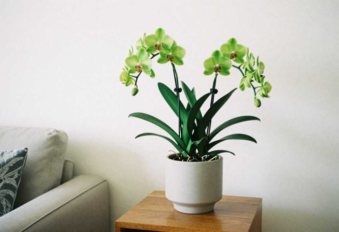 What Flower Is for 55th Wedding Anniversary? Complete Guide 2 Potted green cymbidium orchid on home table as lasting 55th wedding anniversary gift