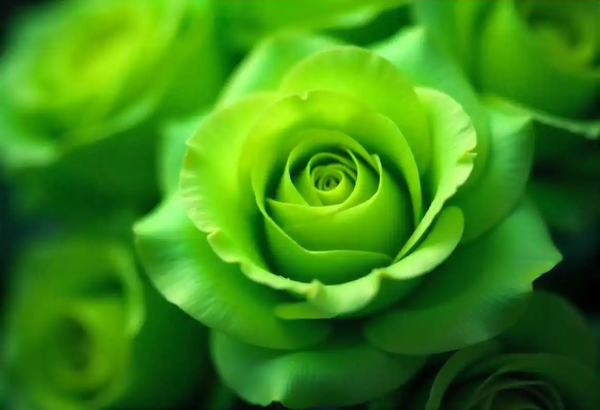 What Flower Is for 55th Wedding Anniversary? Complete Guide 1 Close up of fresh green roses with water droplets representing renewal and harmony for 55th wedding anniversary