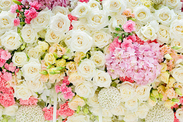 The Rose : The Queen of Flowers