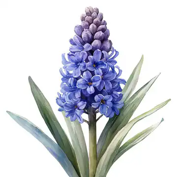 Hyacinths Flower