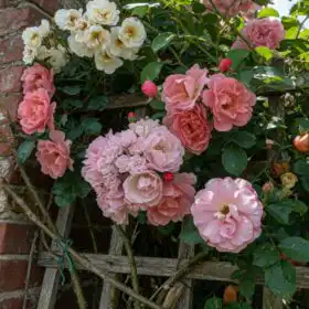 Climbing & Rambling Roses