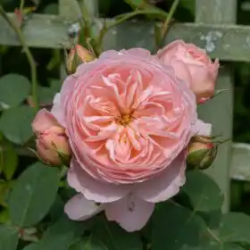English Rose