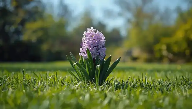 Hyacinth flower bloom