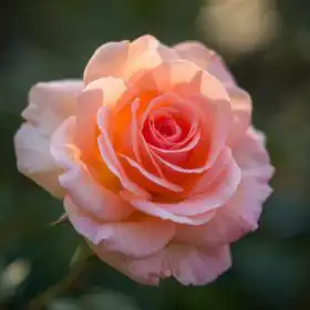 The Complete Guide to Rose Flowers: History, Types, Care, Meaning & Uses