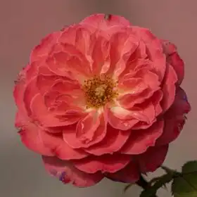 Miniature & Patio Roses