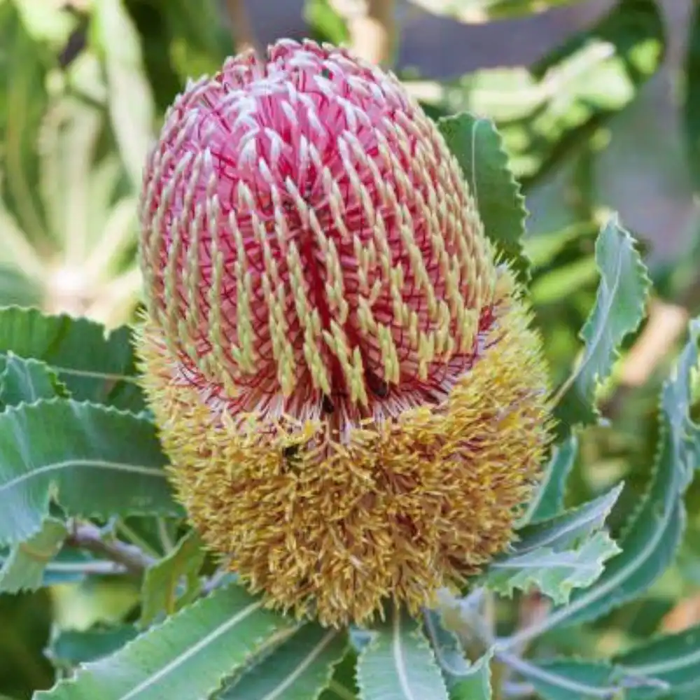 Blog 3 What is a Banksia Flower