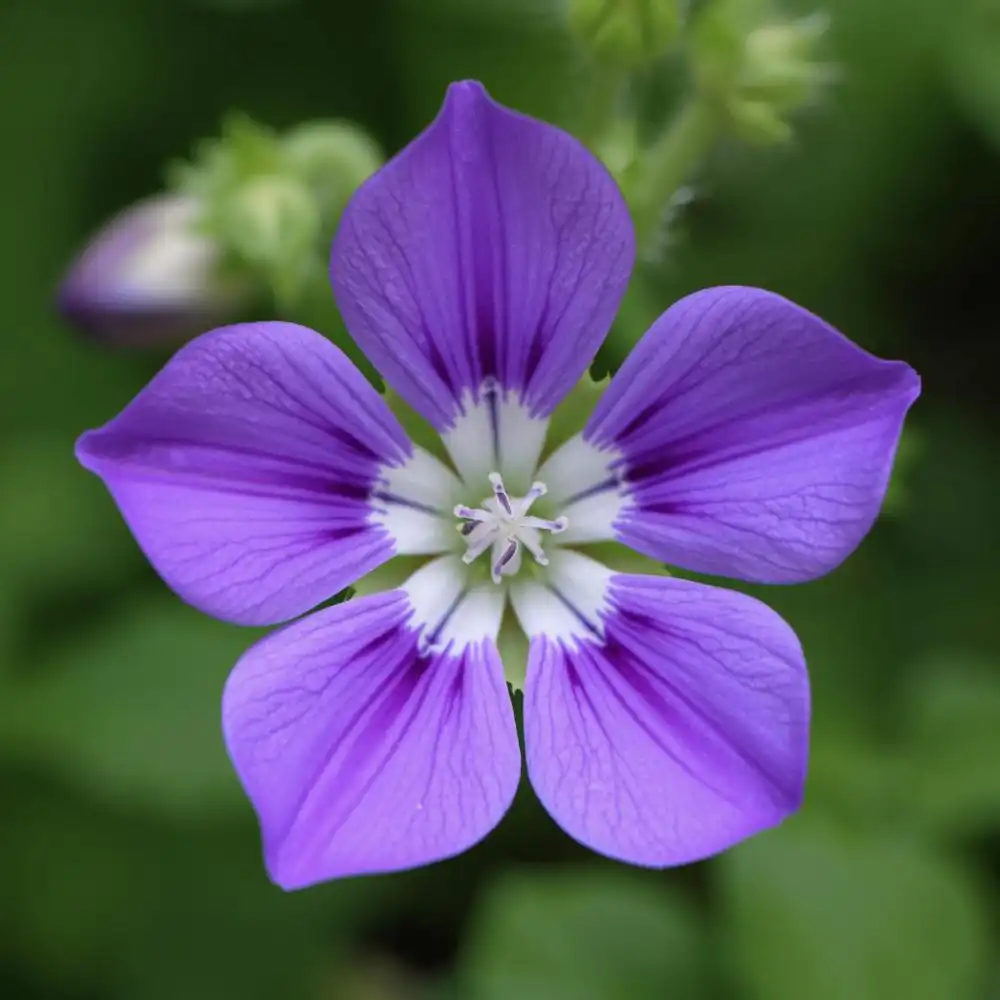 Blog 8 What is a Campanula Flower