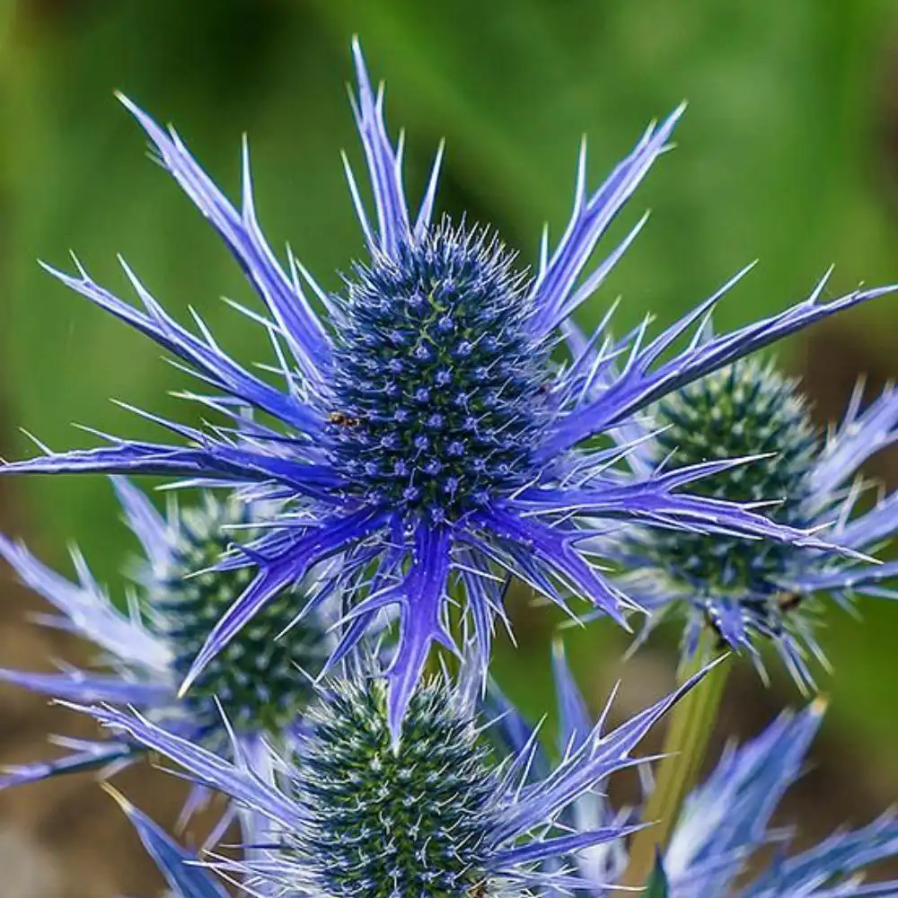 Blog 1 What is a Eryngium Flower