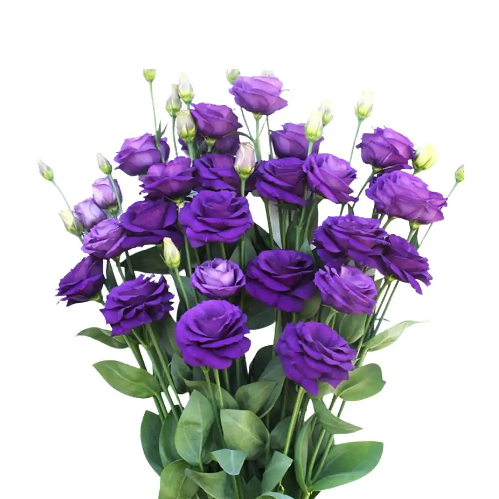 Blog 7 What is a Eustoma Flower