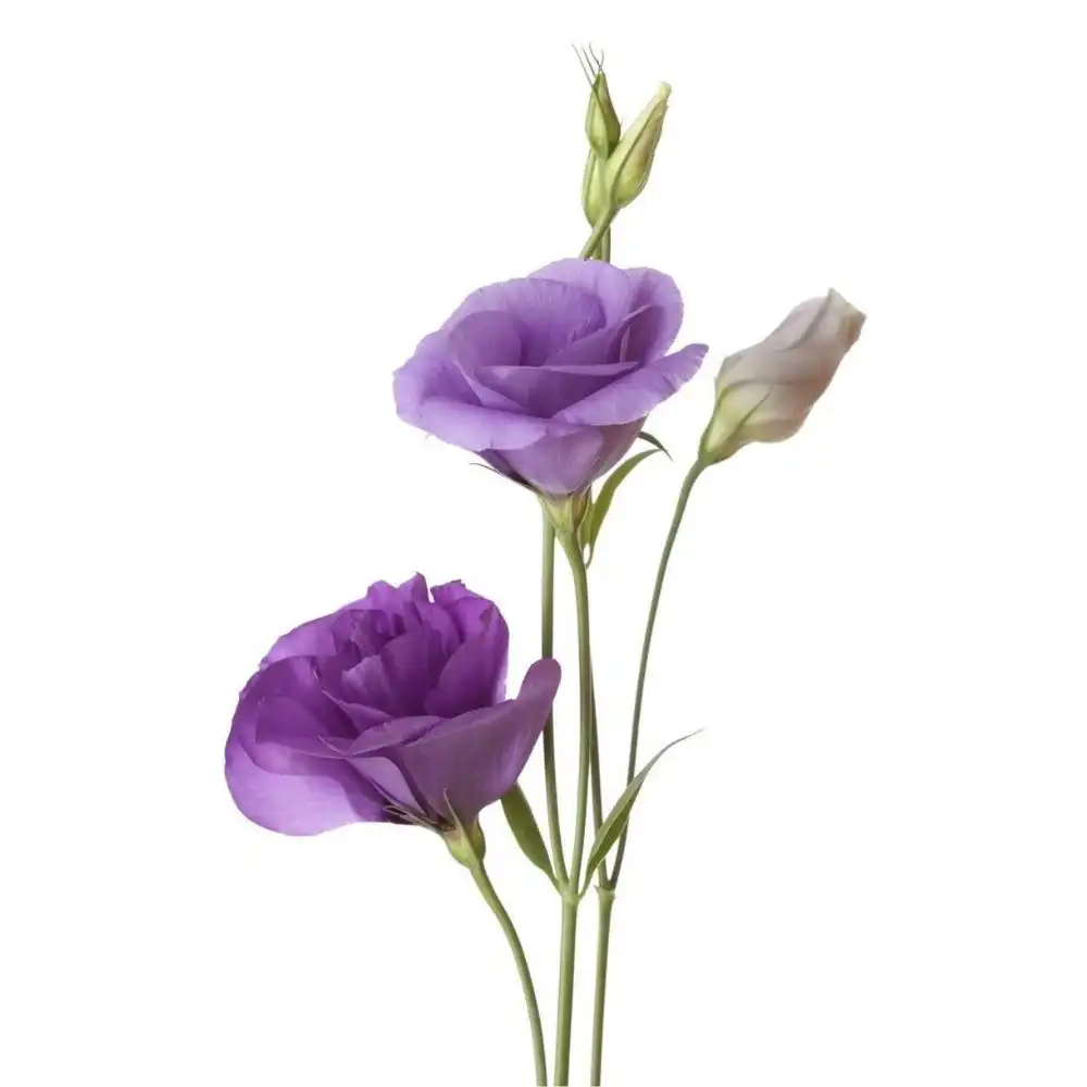 Blog 4 What is a Lisianthus Flower
