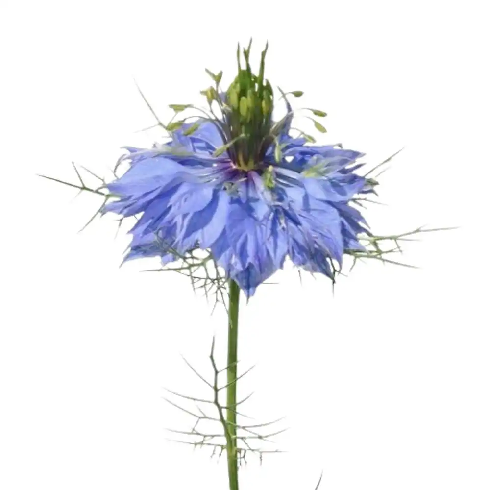 Blog 6 What is a Nigella Flower
