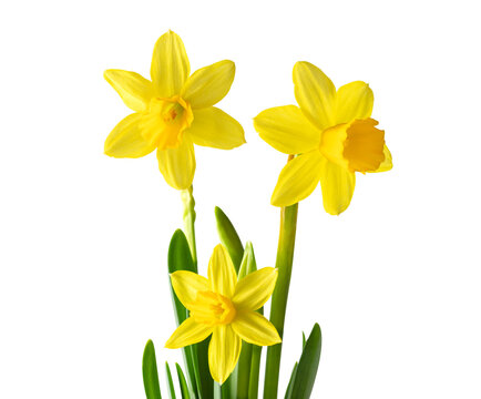 Blog 5 what is a daffodil