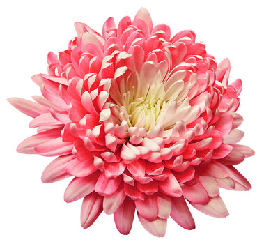 Blog 12 What is a chrysanthemum