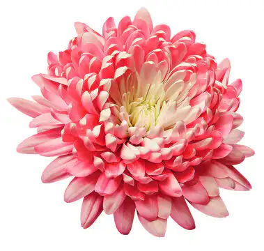 What is a chrysanthemum