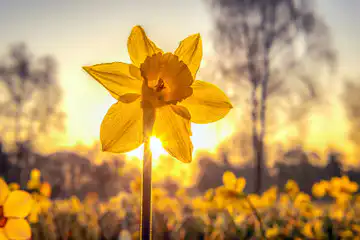daffodil flower history