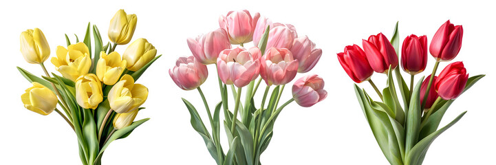 Blog 13 Flower info tulip