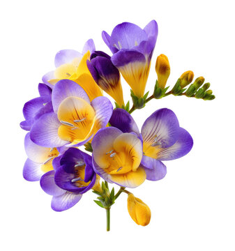 yellow or blue freesia flower