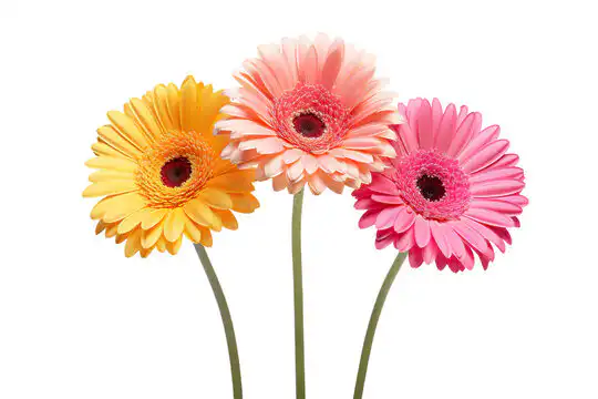 what is a gerbera