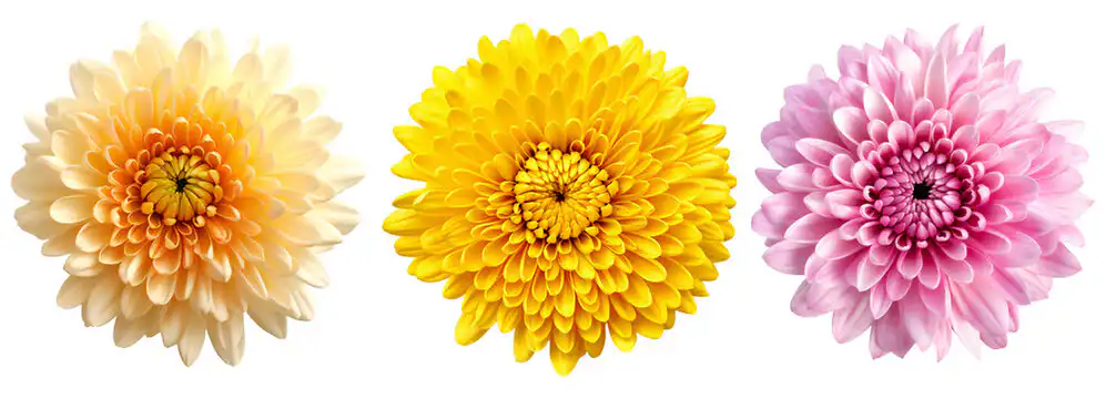 What Is A Chrysanthemum?