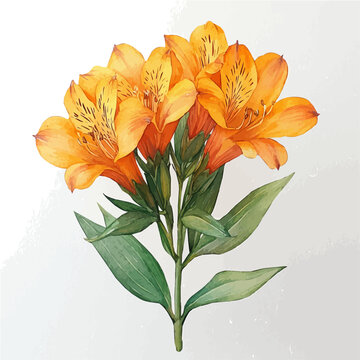 Blog 9 what is a alstroemeria
