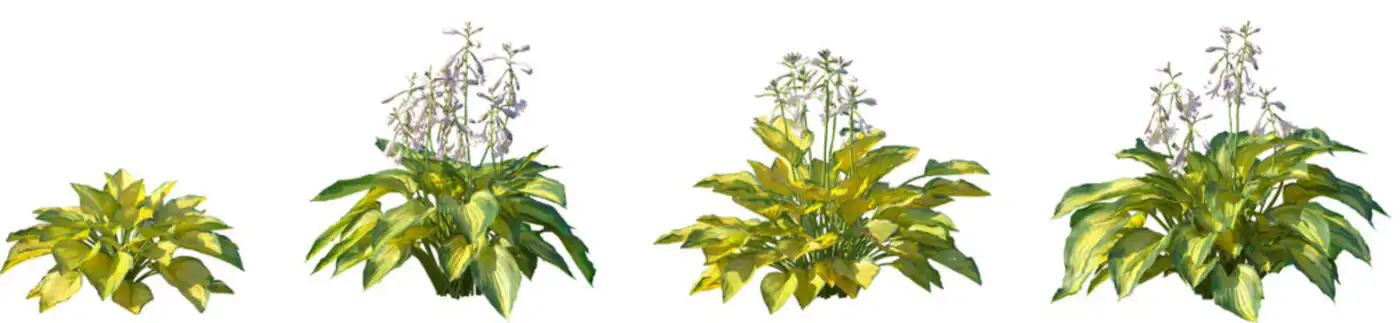 What Is a Lily? 2 types of lily