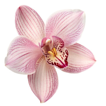 Blog 7 What Is A Orchid?