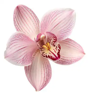 What Is A Orchid?