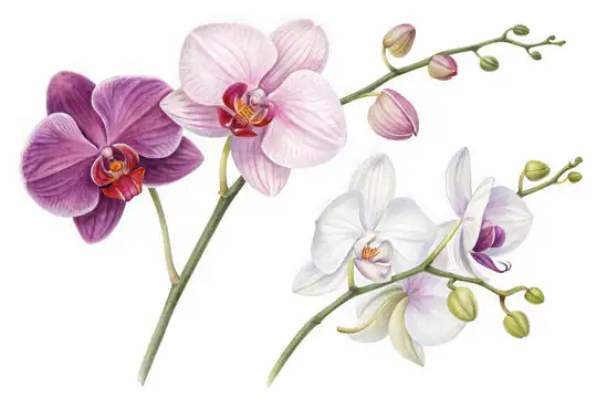 single orchid flower