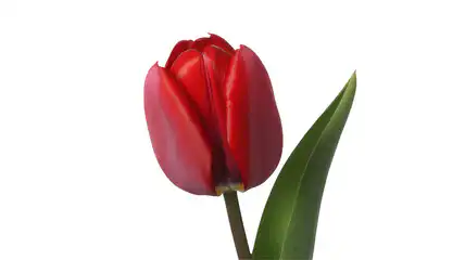 Red tulip flower