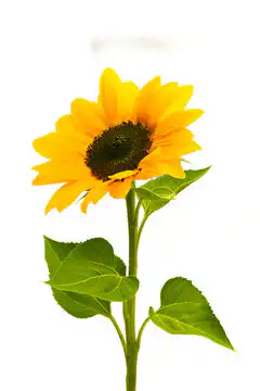 what is a sunflower