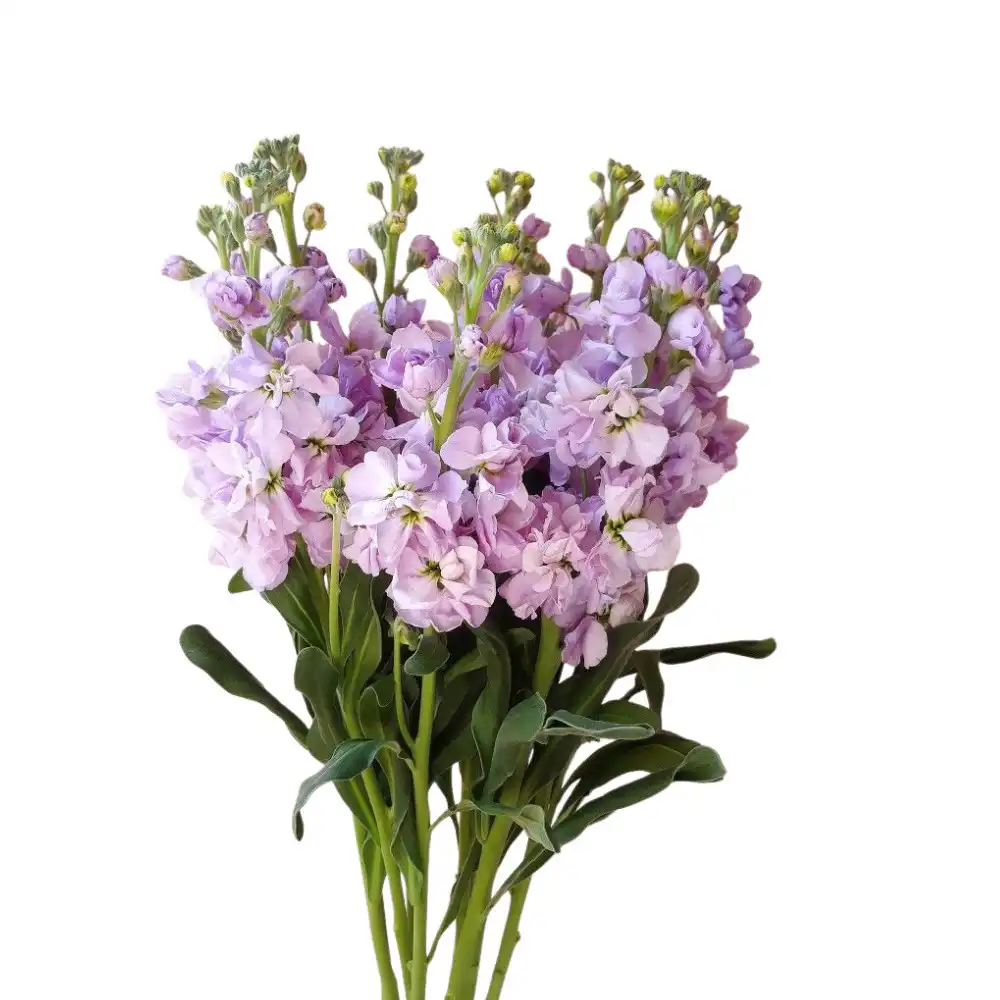 Blog 3 what is a stock flower