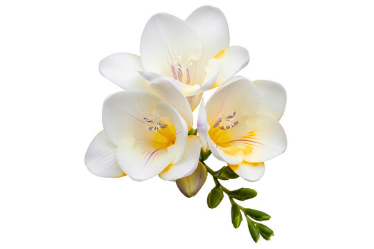 Blog 8 what is freesia