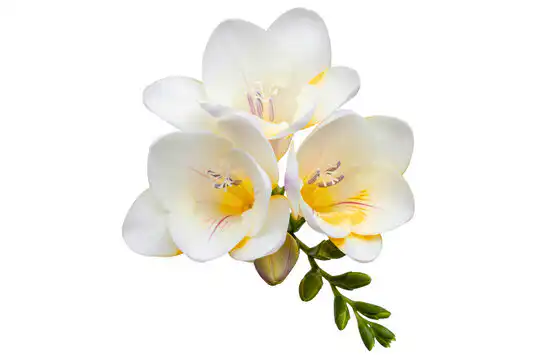 what is freesia