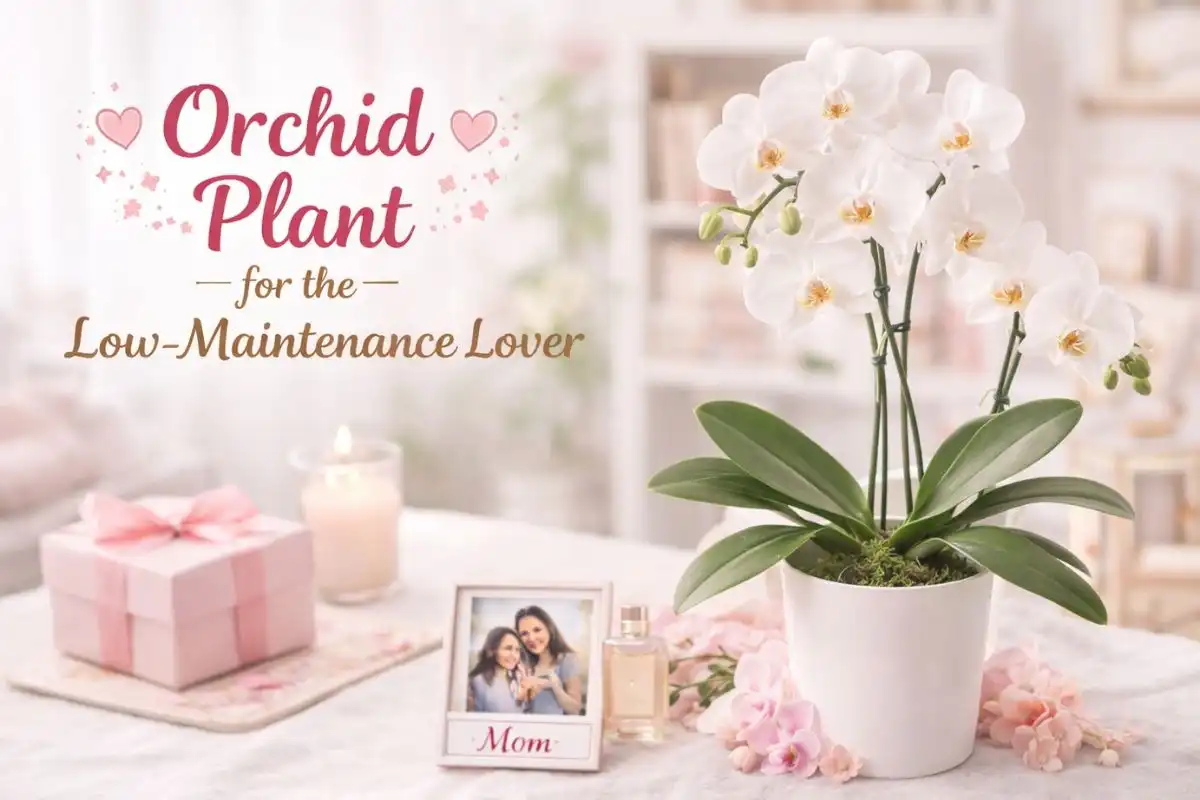 Orchid Plant for the Low-Maintenance Lover