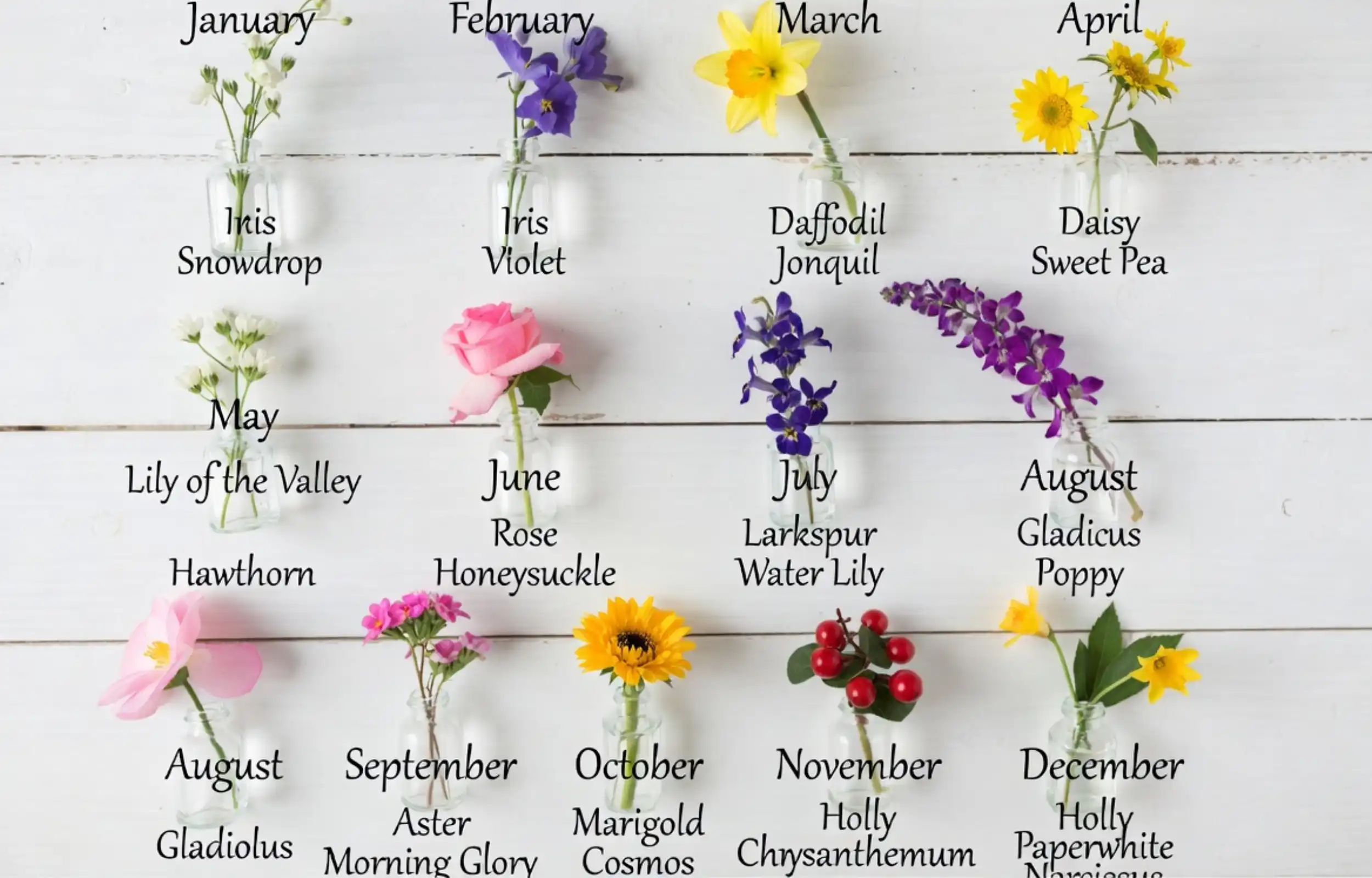 Birth Month Flower Guide: Flowers and Meanings for Every Month