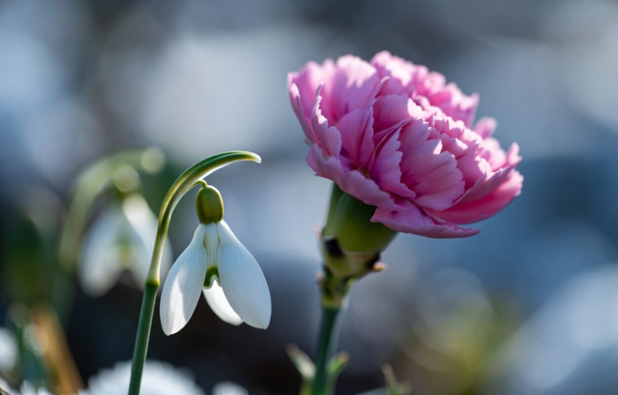 January birth flowers; carnation; snowdrop; floral meanings; winter flowers; birth month symbols; online flower company